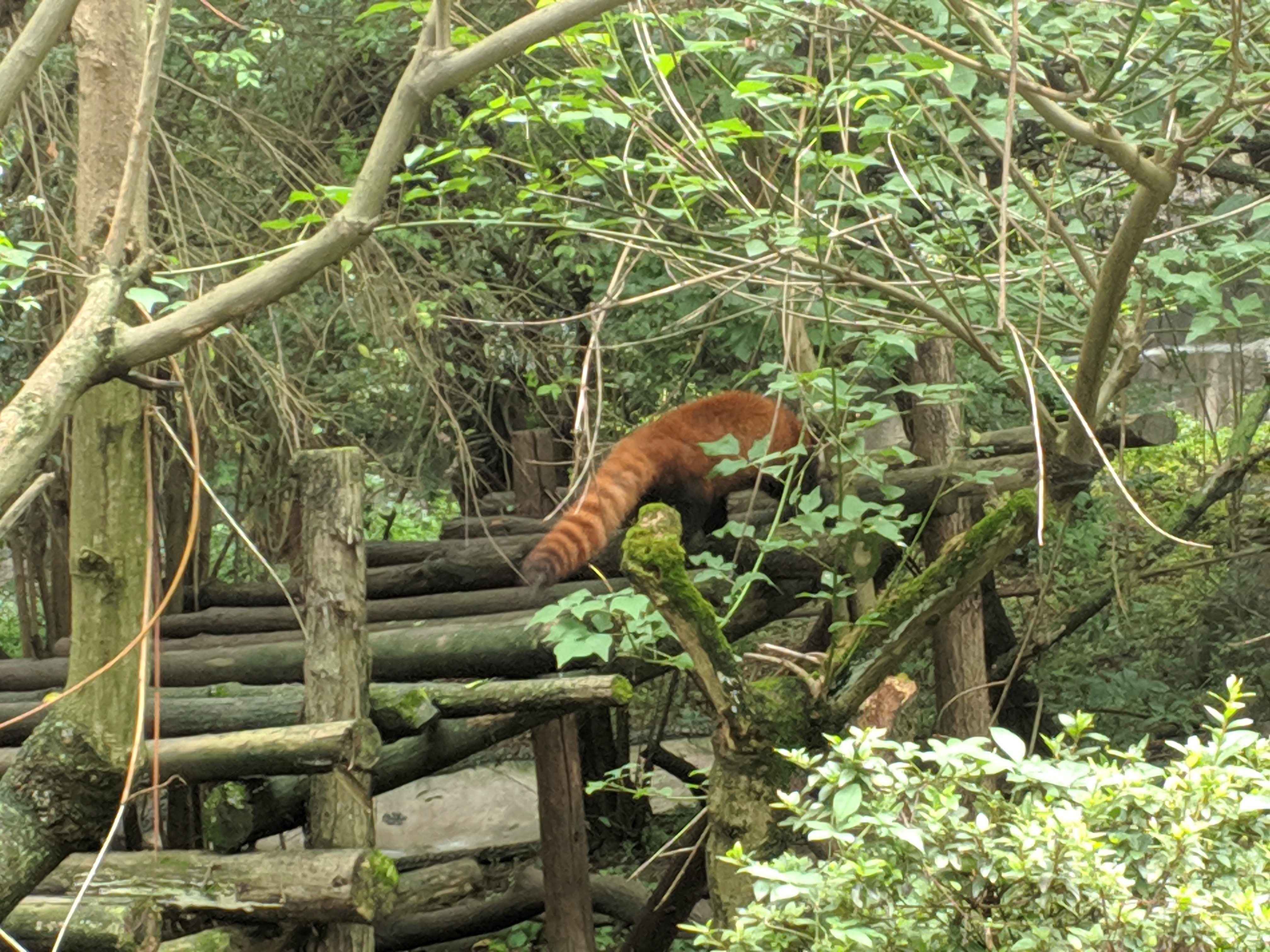 大熊猫基地