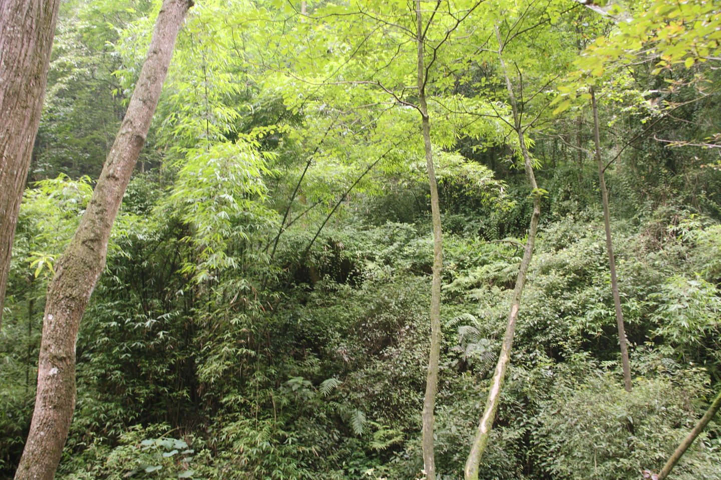 青城山