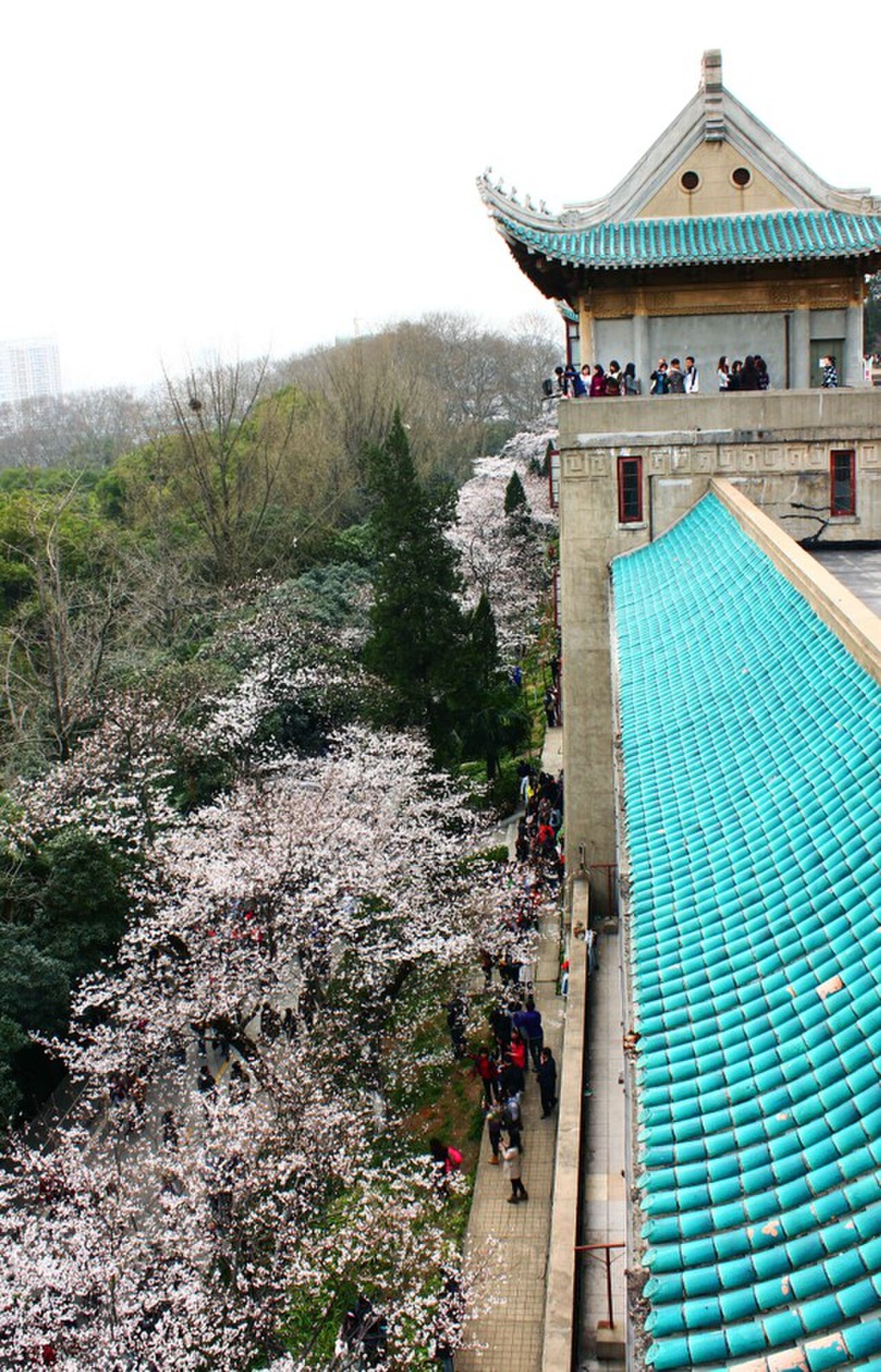 武汉大学樱花大道